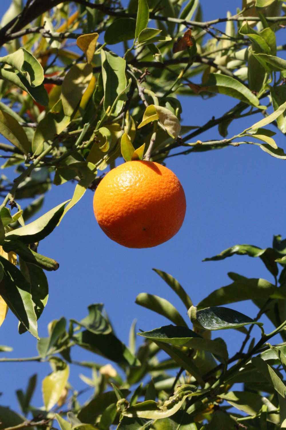              Fruit (SRA 92, Riverside, CA)       